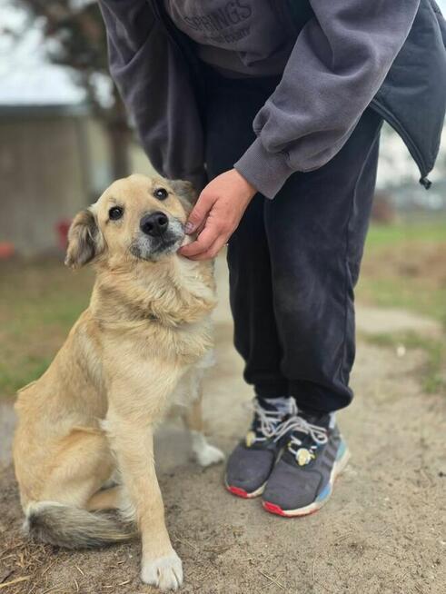 Goldi-cudowny, delikatny psiak czeka na dom-adopcja
