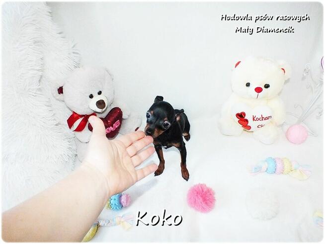 !! Ultra MINI !! Sunia KOKO Pinczer miniaturowy ( Ratlerek )