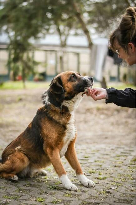 Berni-piękny, spokojny pies czeka na cierpliwy dom-adopcja