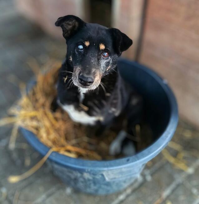 Babunia Perełka szuka swojego wymarzonego domu!