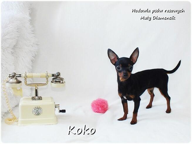 !! Ultra MINI !! Sunia KOKO Pinczer miniaturowy ( Ratlerek )