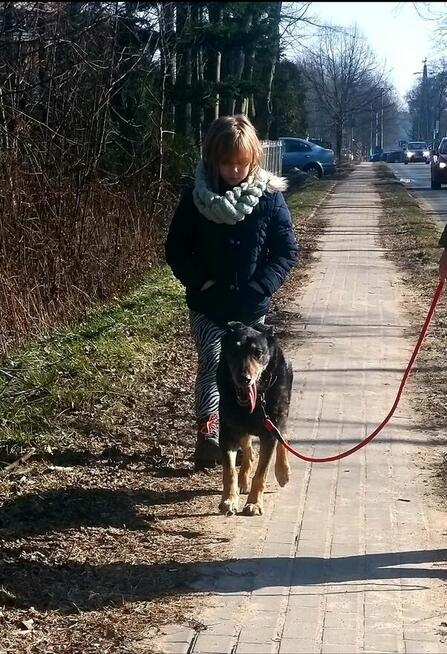 Kocha dzieci i aportowanie - 11 letni Pharell do adopcji!!