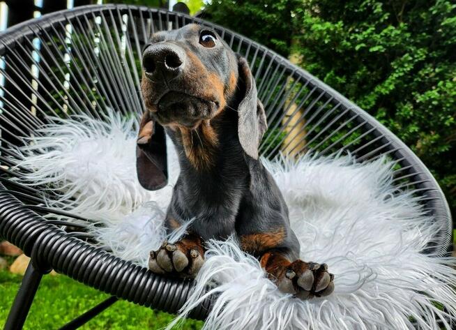 Jamnik króliczy gładkowłosy / krótkowłosy (nie miniaturowy)