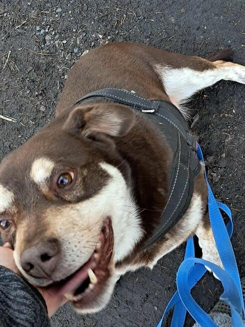 Pimpek potrzebuje cierpliwego i troskliwego opiekuna