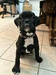 Zdrowe i zarejestrowane szczenięta boksera