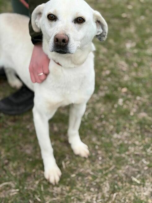 Sky piękność na czterech łapach czeka na adopcję Bełchatów