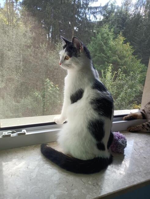 Uroczy młody Sushi poleca się do adopcji