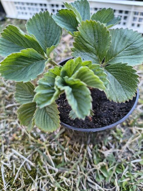 Sadzonki Truskawek 100% Ekologiczna uprawa w doniczkach lub