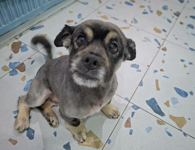 Kochany przyjacielski Gacuś poleca się do adopcji