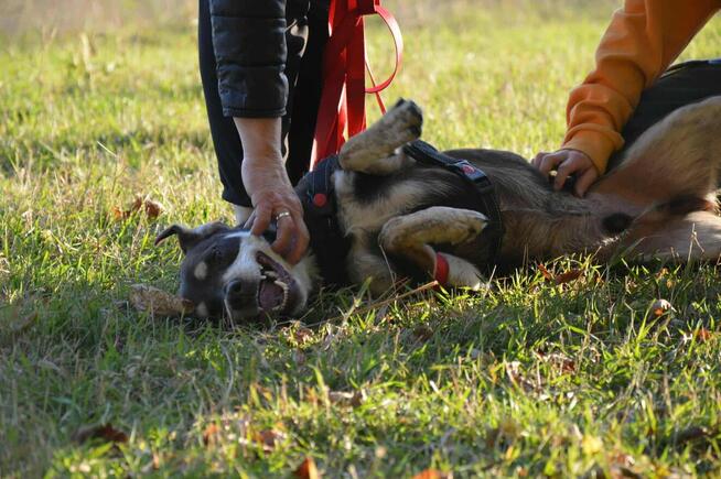 Pimpek potrzebuje cierpliwego i troskliwego opiekuna