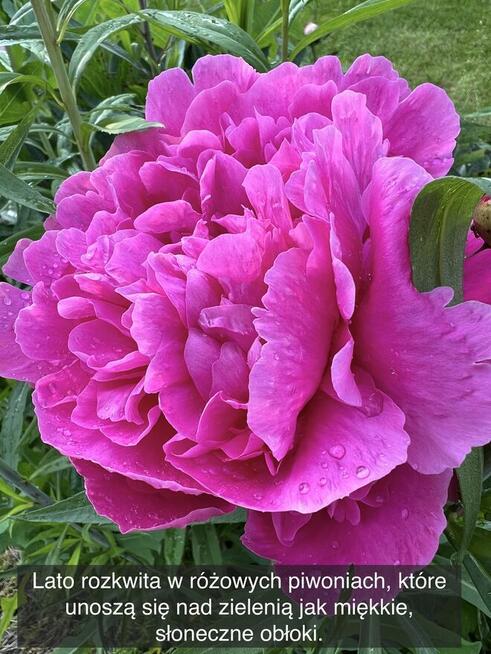 Działka rekreacyjna z domkiem w ROD Kaczeniec koło Warszawy