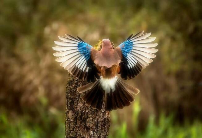 Działka z PNB Kieźliny - Olsztyn otoczona lasem