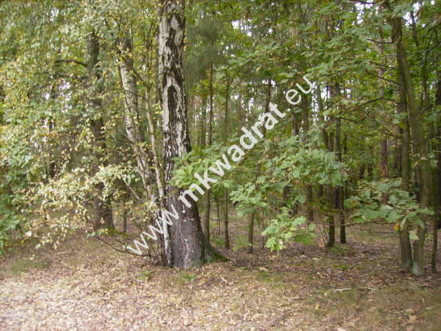 ⭐⭐⭐⭐Wyjątkowa piękna działka leśna z pr. zabud⭐⭐⭐⭐