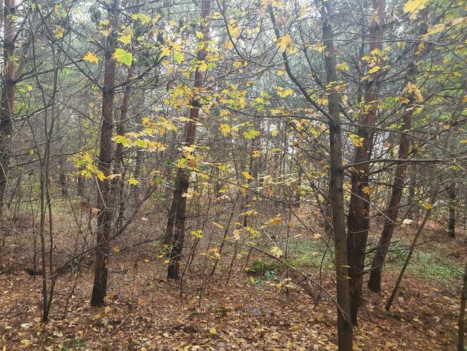 Działka budowlana Wiązowna