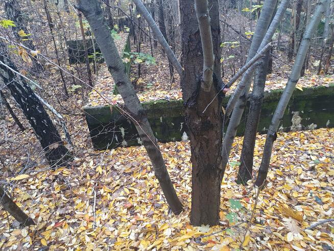 Działka budowlana Wiązowna