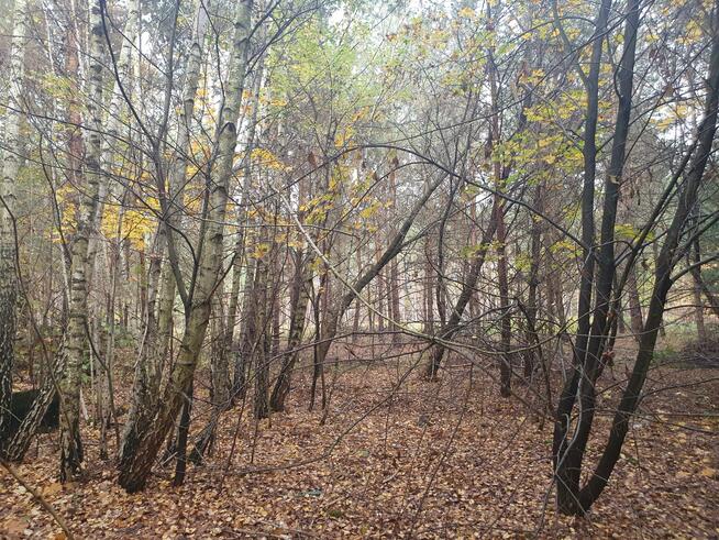 Działka budowlana Wiązowna