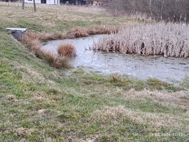 Działka rolna z możliwością zabudowy w Pęciszewie.