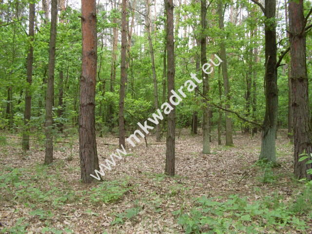 piękna działka w lesie
