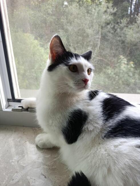 Uroczy młody Sushi poleca się do adopcji