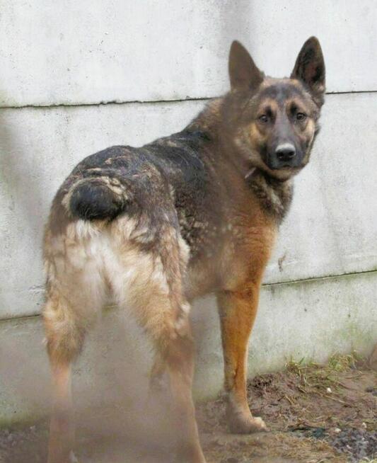 RYŚ - cudowny psiak w typie owczarka szuka domu