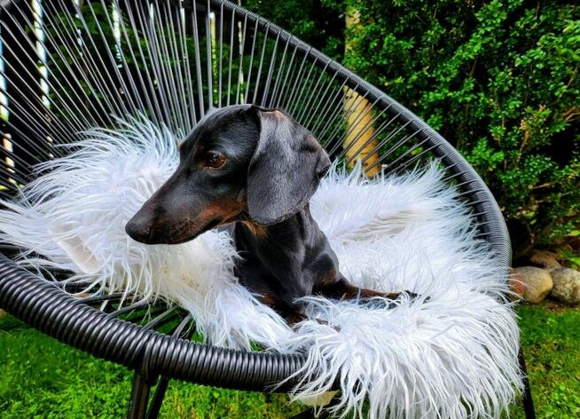 Jamnik króliczy gładkowłosy / krótkowłosy (nie miniaturowy)