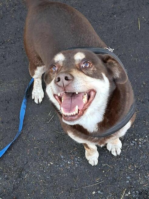 Pimpek potrzebuje cierpliwego i troskliwego opiekuna