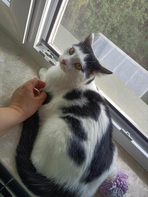 Uroczy młody Sushi poleca się do adopcji