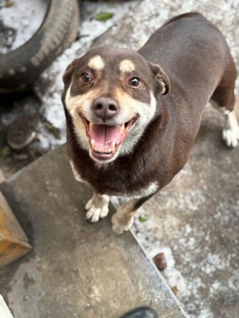 Pimpek potrzebuje cierpliwego i troskliwego opiekuna