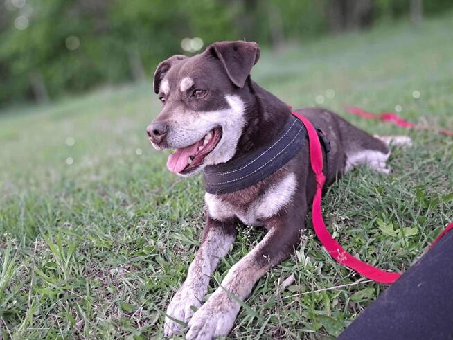 Pimpek potrzebuje cierpliwego i troskliwego opiekuna