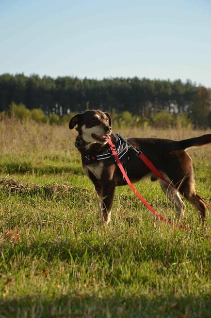 Pimpek potrzebuje cierpliwego i troskliwego opiekuna