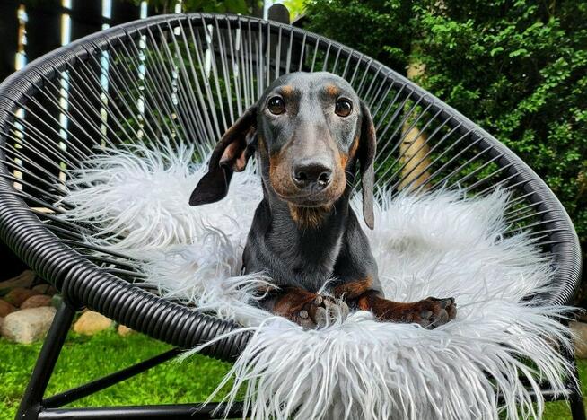 Jamnik króliczy gładkowłosy / krótkowłosy (nie miniaturowy)