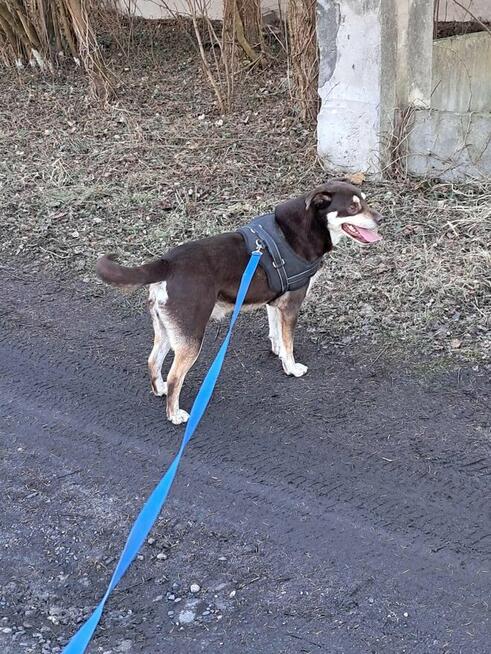 Pimpek potrzebuje cierpliwego i troskliwego opiekuna