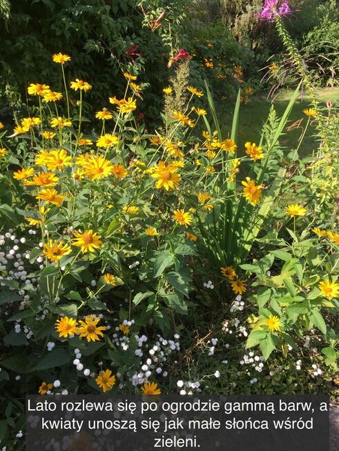 Działka rekreacyjna z domkiem w ROD Kaczeniec koło Warszawy