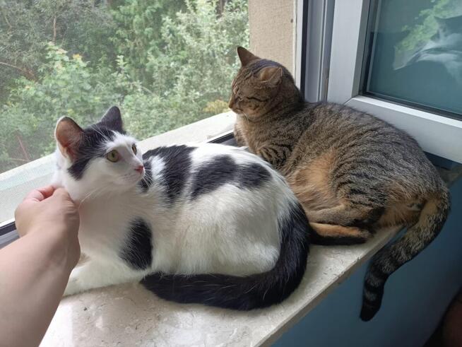 Uroczy młody Sushi poleca się do adopcji