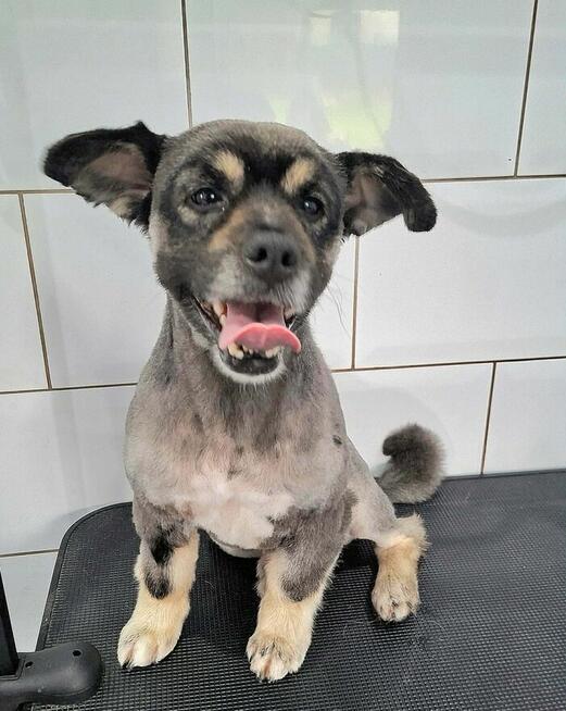 Kochany przyjacielski Gacuś poleca się do adopcji