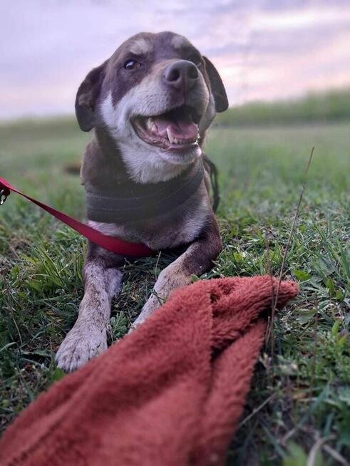 Pimpek potrzebuje cierpliwego i troskliwego opiekuna