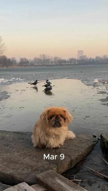 Opieka nad zwierzętami| Domowa |1 pupil na raz | Petsitting