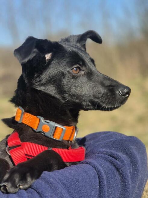 11 miesięczna Fela szuka spokojnego domu!