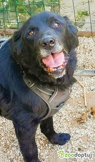 GUCIO - kochany, łagodny seniorek szuka domu