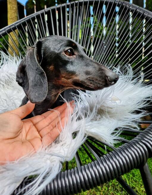 Jamnik króliczy gładkowłosy / krótkowłosy (nie miniaturowy)