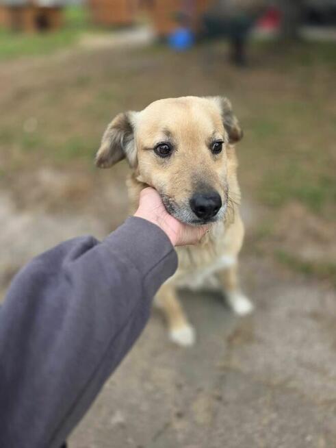 Goldi-cudowny, delikatny psiak czeka na dom-adopcja