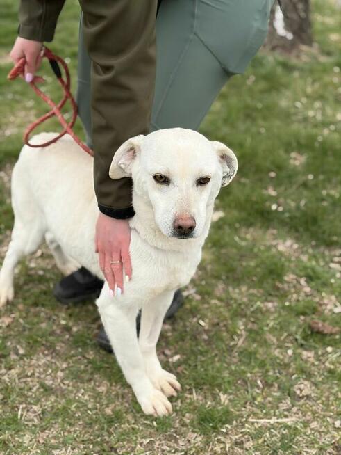 Sky piękność na czterech łapach czeka na adopcję Bełchatów