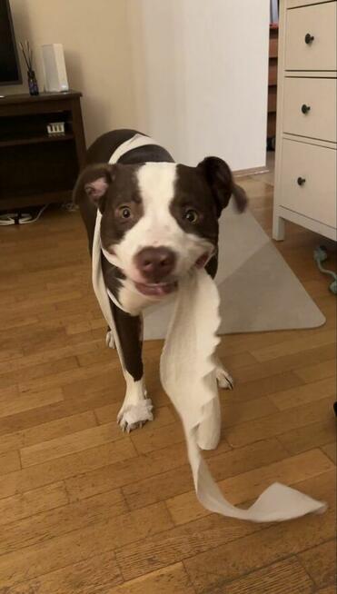 Opieka nad zwierzętami| Domowa |1 pupil na raz | Petsitting