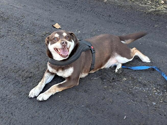 Pimpek potrzebuje cierpliwego i troskliwego opiekuna