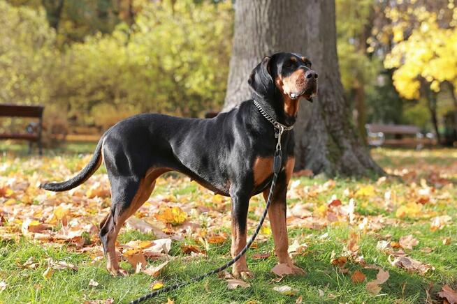Lola liczy, że miłości jej ktoś użyczy..