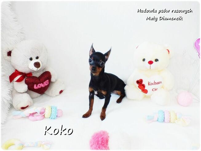 !! Ultra MINI !! Sunia KOKO Pinczer miniaturowy ( Ratlerek )