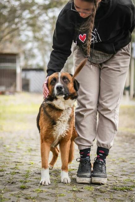 Berni-piękny, spokojny pies czeka na cierpliwy dom-adopcja