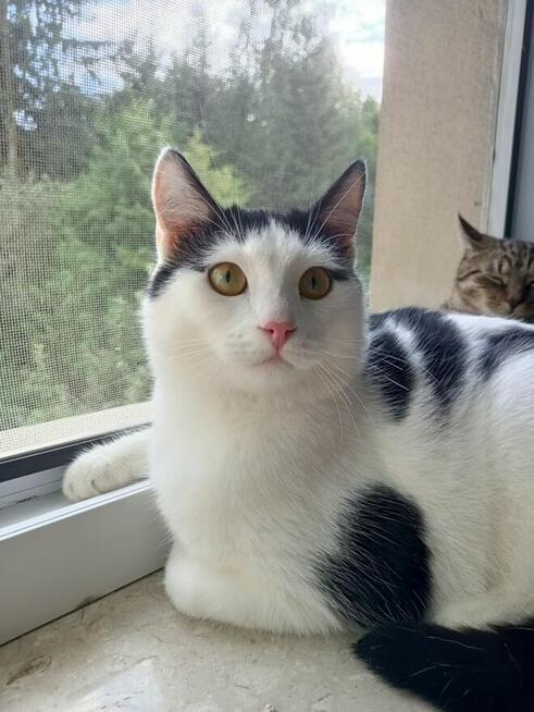 Uroczy młody Sushi poleca się do adopcji