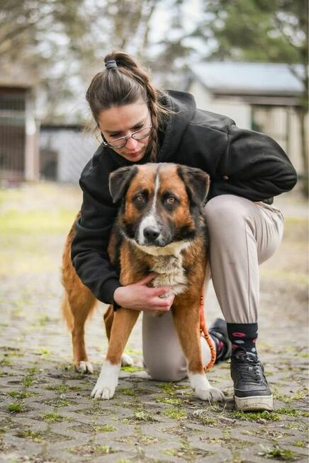 Berni-piękny, spokojny pies czeka na cierpliwy dom-adopcja