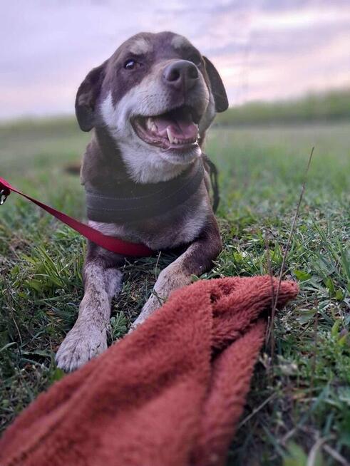 Pimpek potrzebuje cierpliwego i troskliwego opiekuna